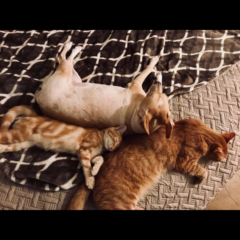 Meet your Posher, Alice